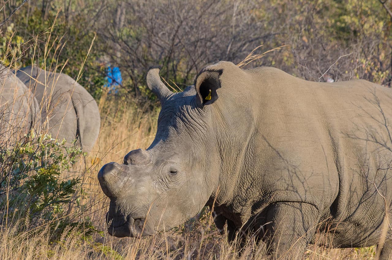 zimbabue jenmanselect bigcavecamp rinoceronte