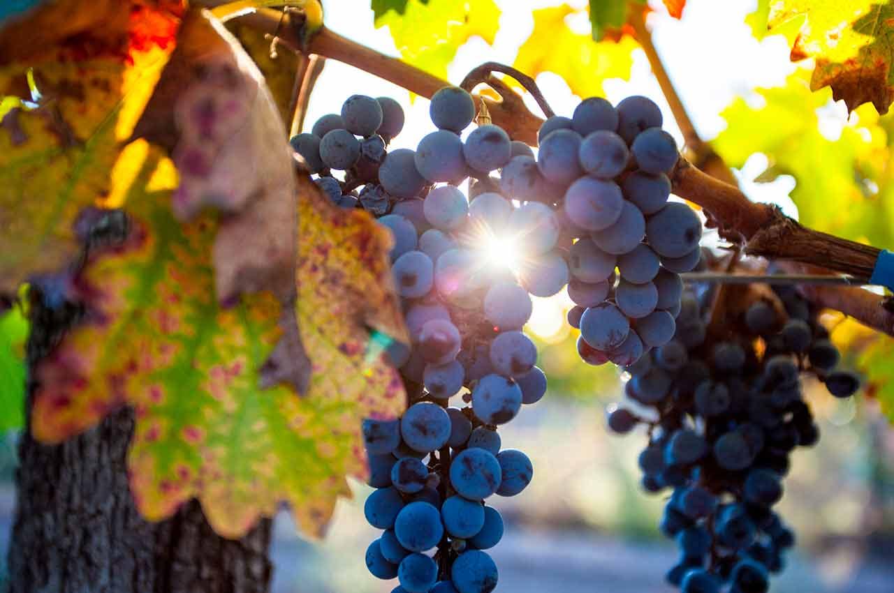 Grape plantation in the state of mendoza argentina