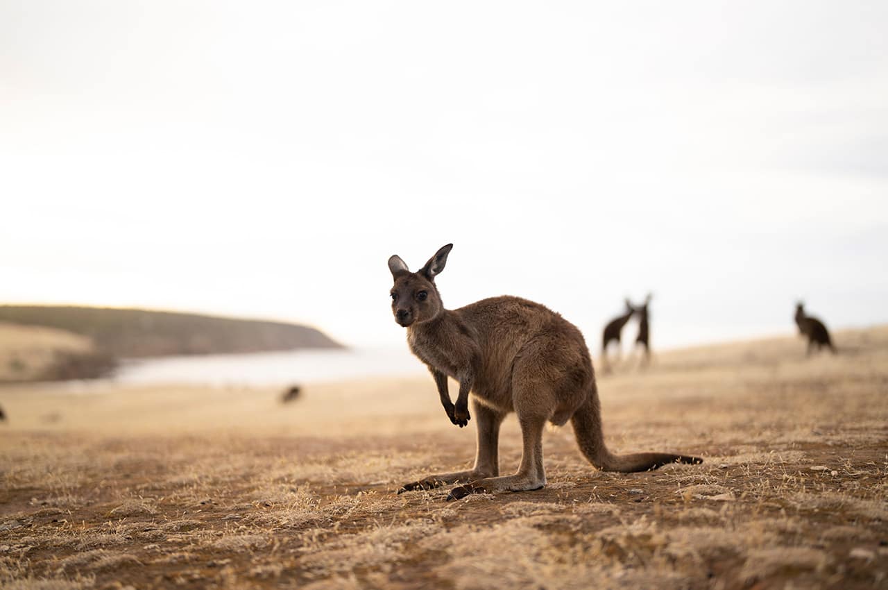 Tourism australia south australia kangaroo island haines