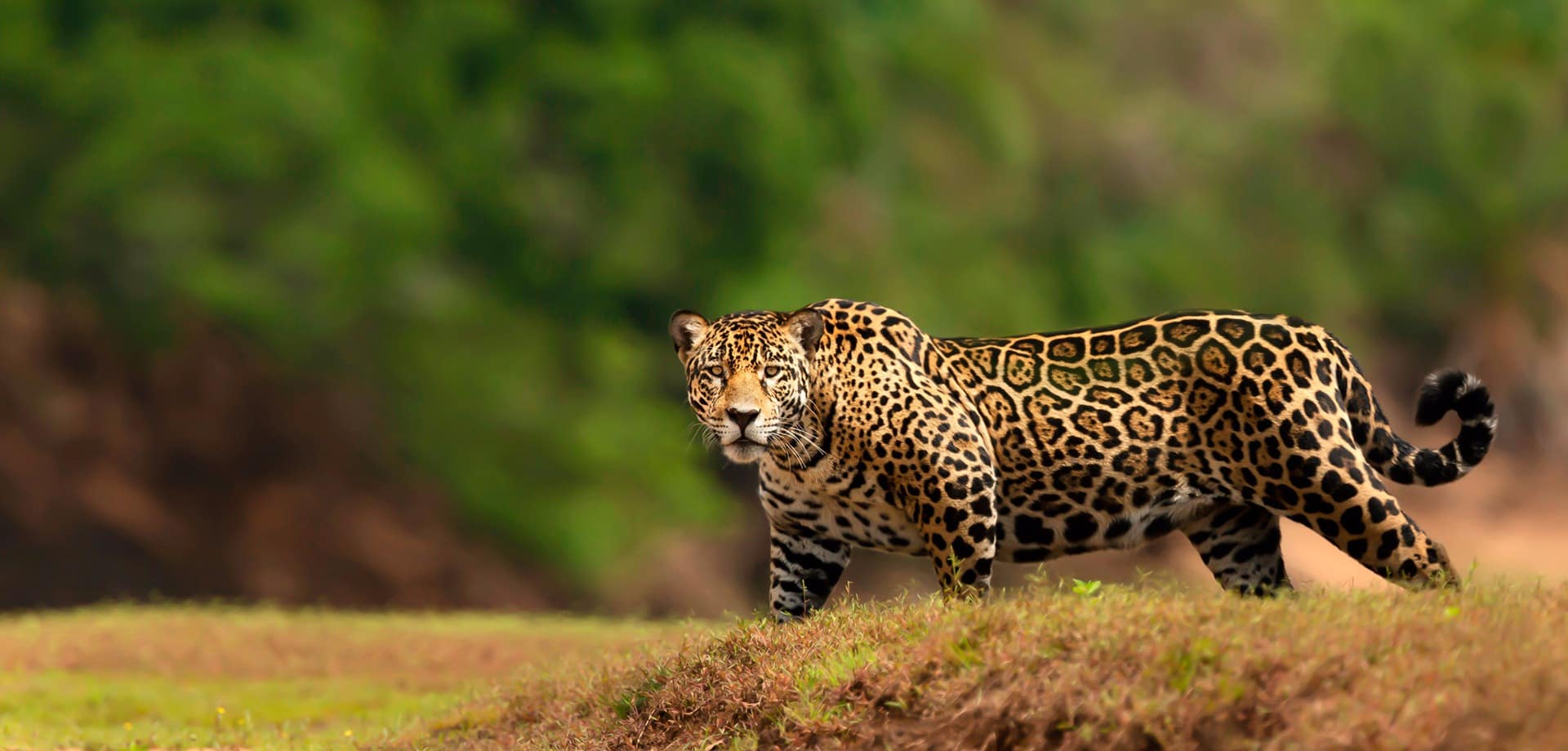 Pantanal