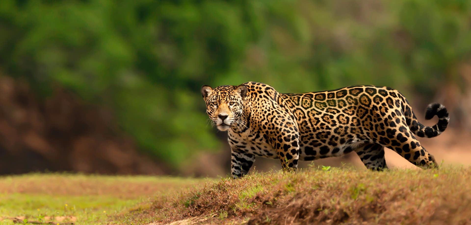 Pantanal, o coração do Brasil