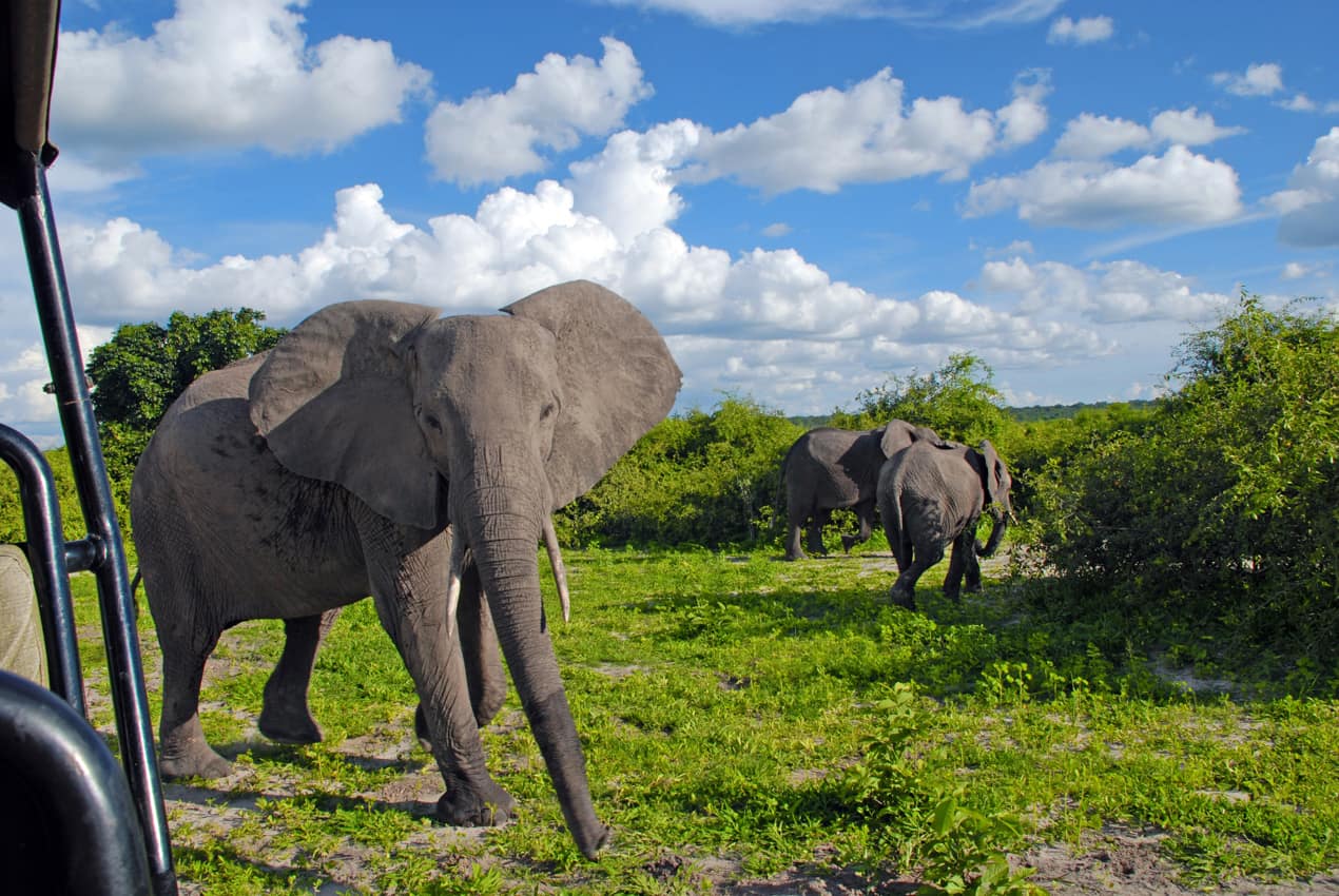Elefantes safári Parque Nacional Chobe Botswana