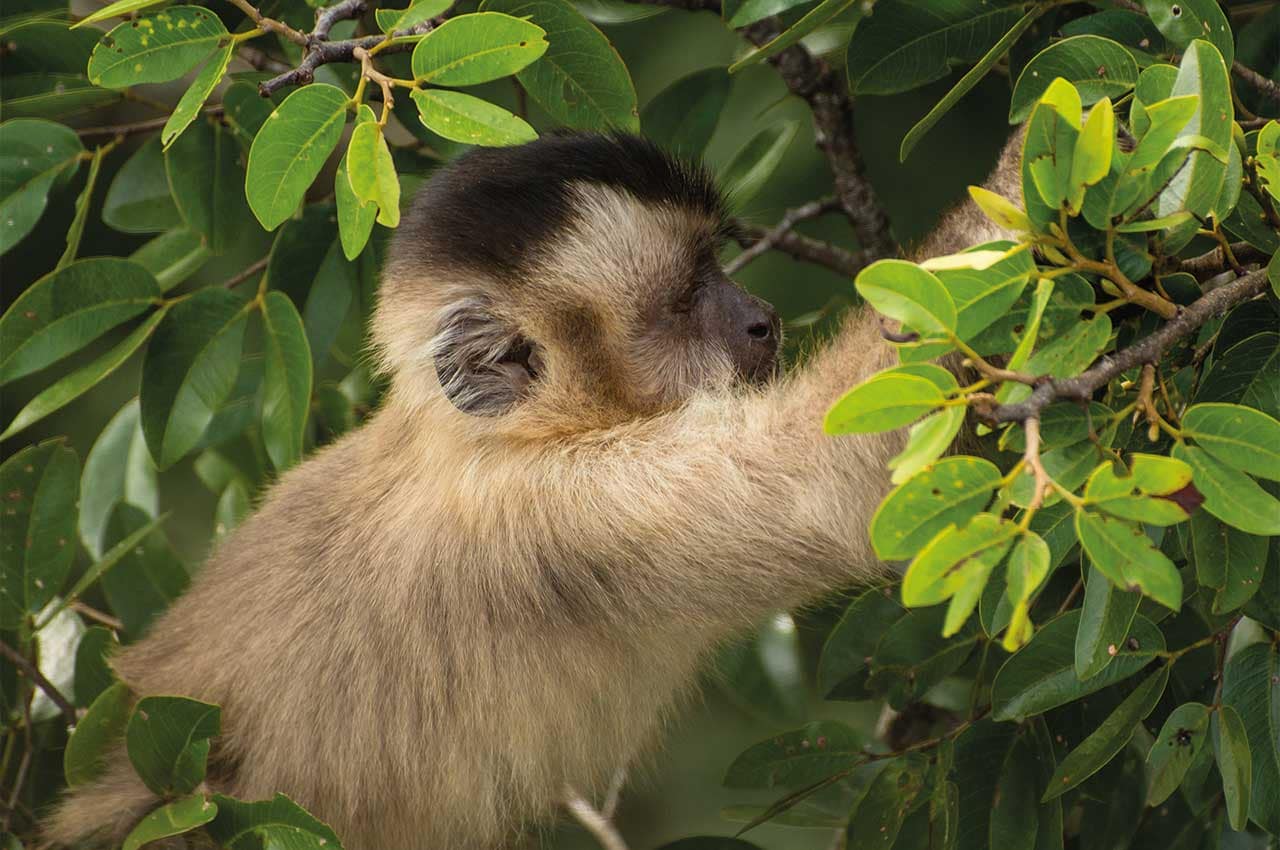 Macaco no Pantanal