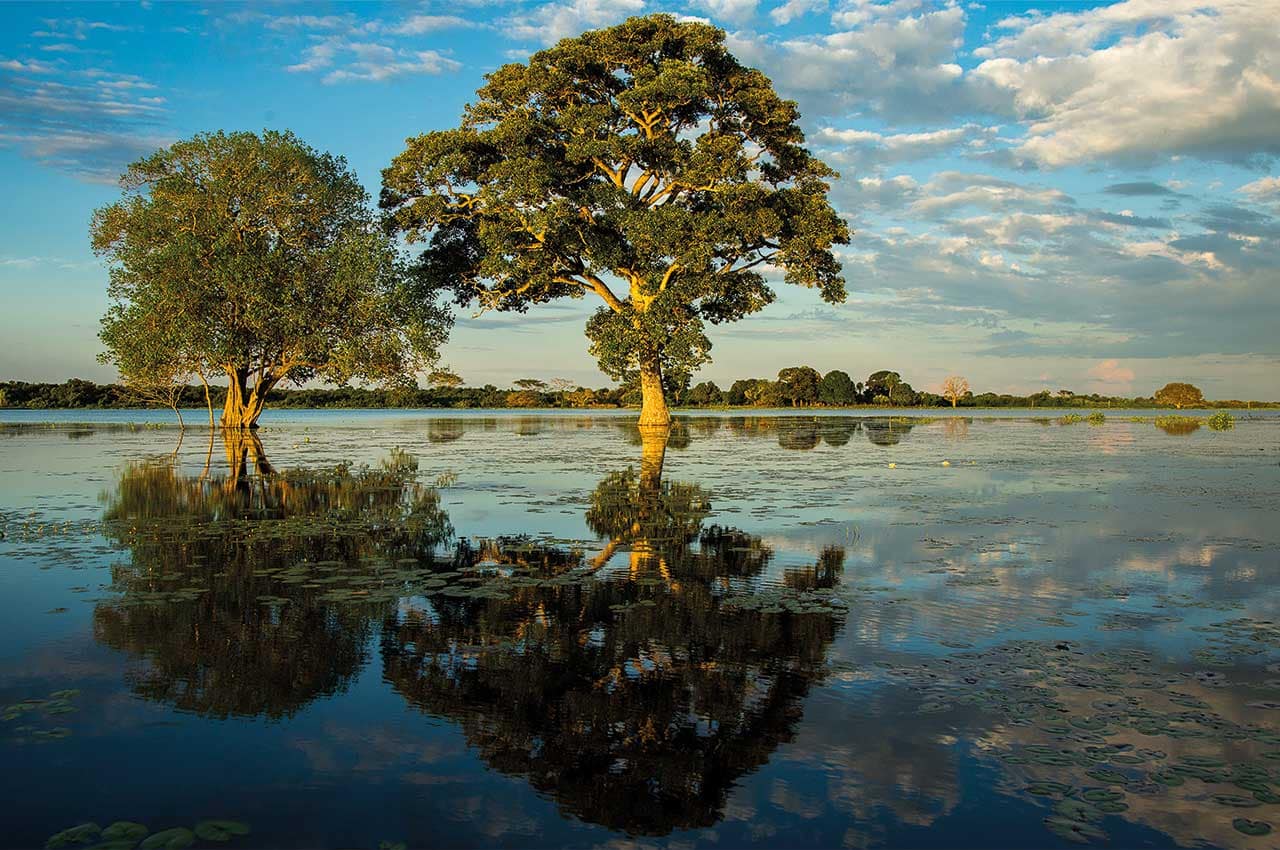 Paisagem do Pantanal