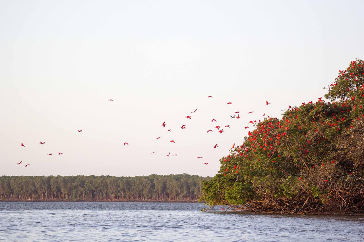 Shutterstock maranhao parnaiba revoada passaros