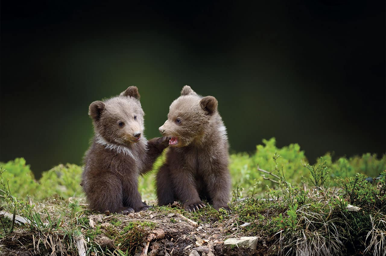 Filhotes de urso na floresta