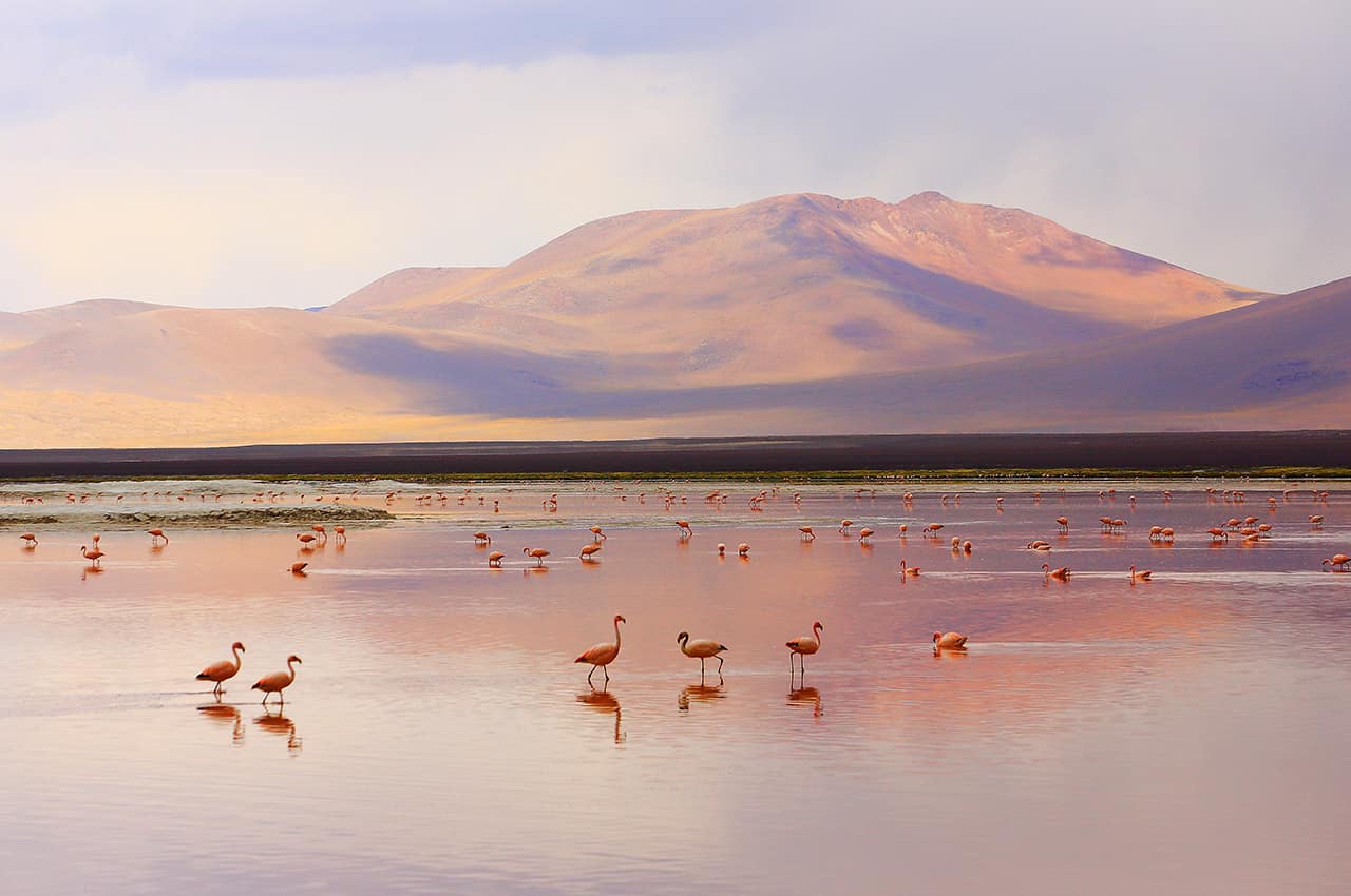 Chile laguna colorada deserto de atacama