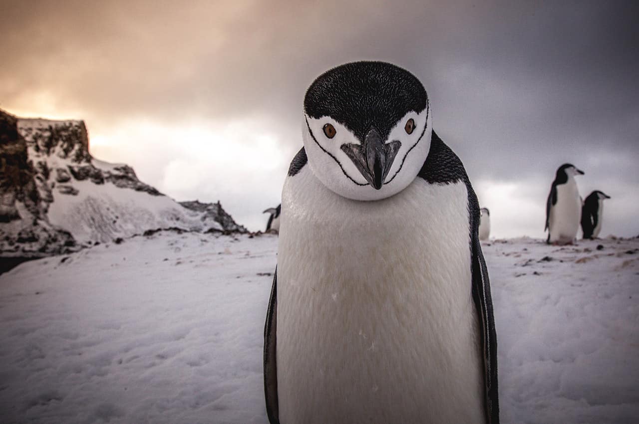 Quark expedition pinguim