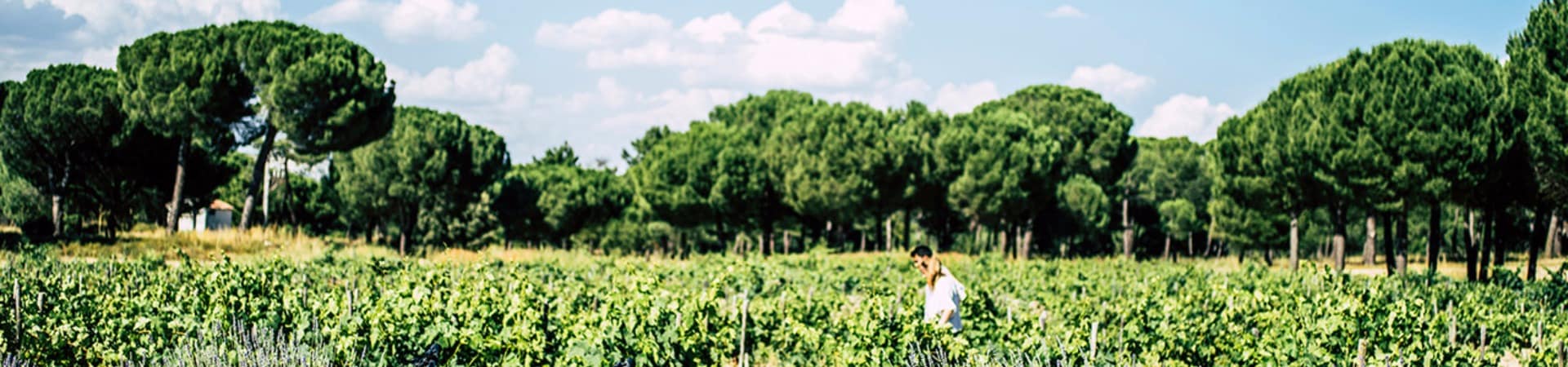 Abadia retuerta ledomaine passeio ebike