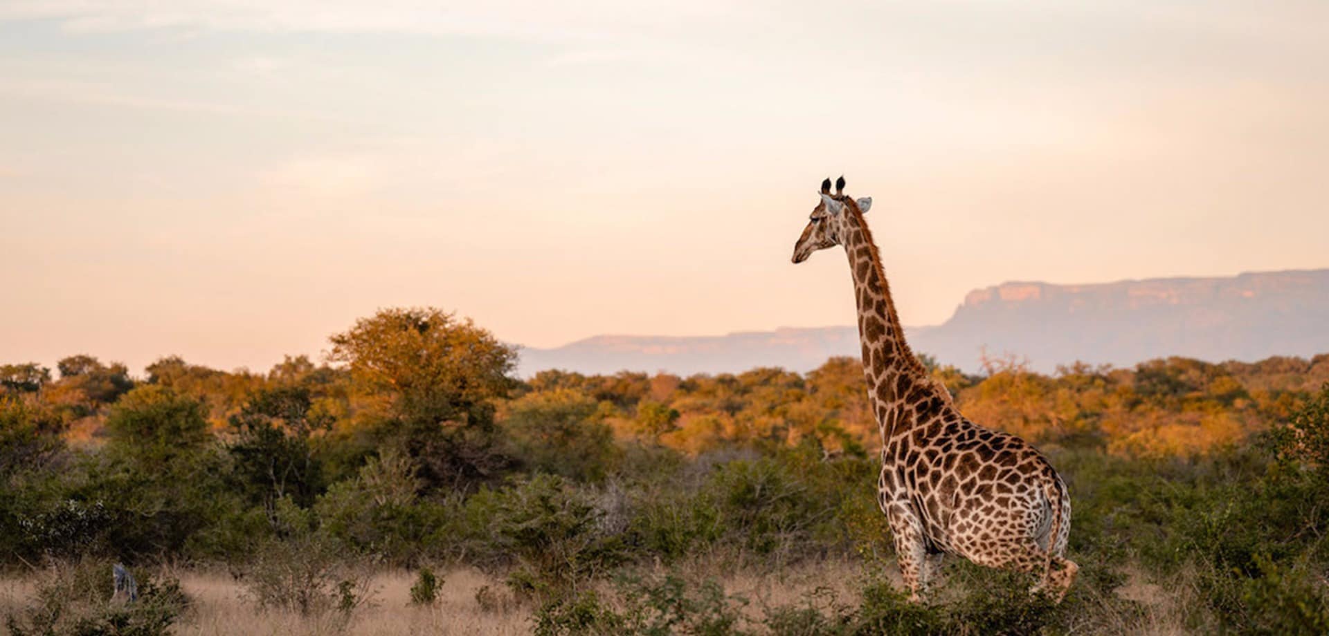 Africa do sul kapama river lodge giraffe