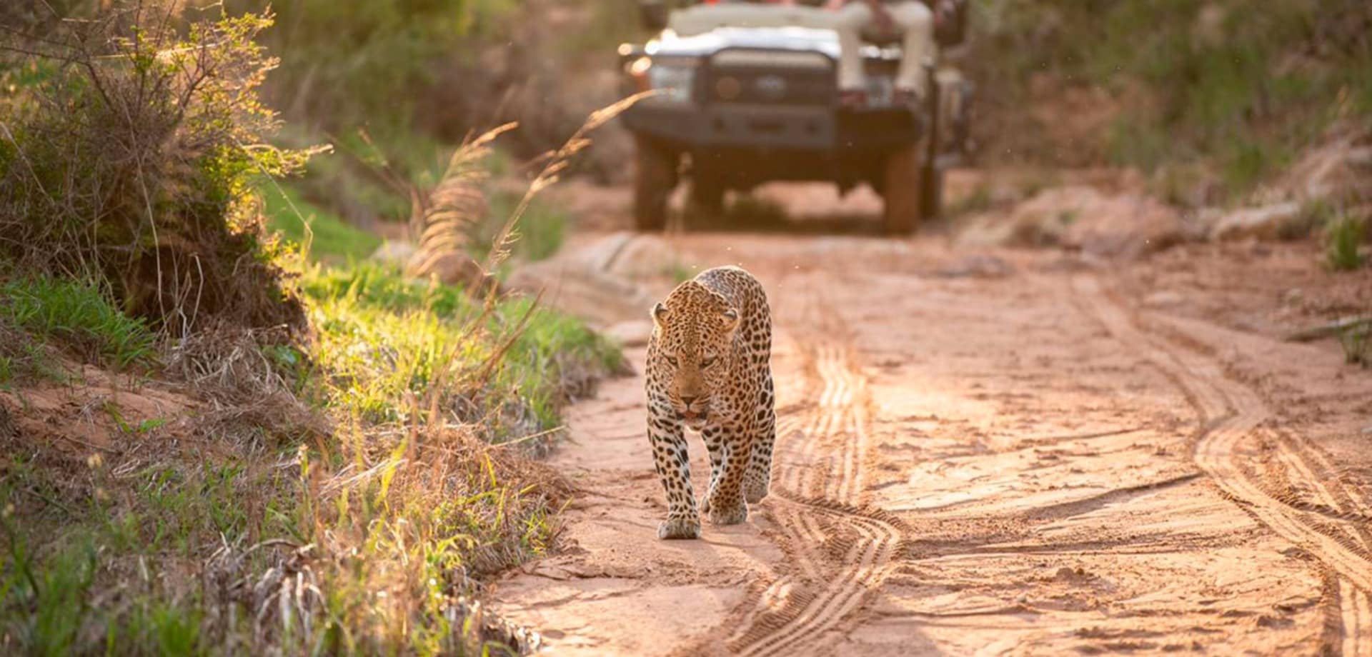 Africa do sul kapama river lodge leopardo jeep