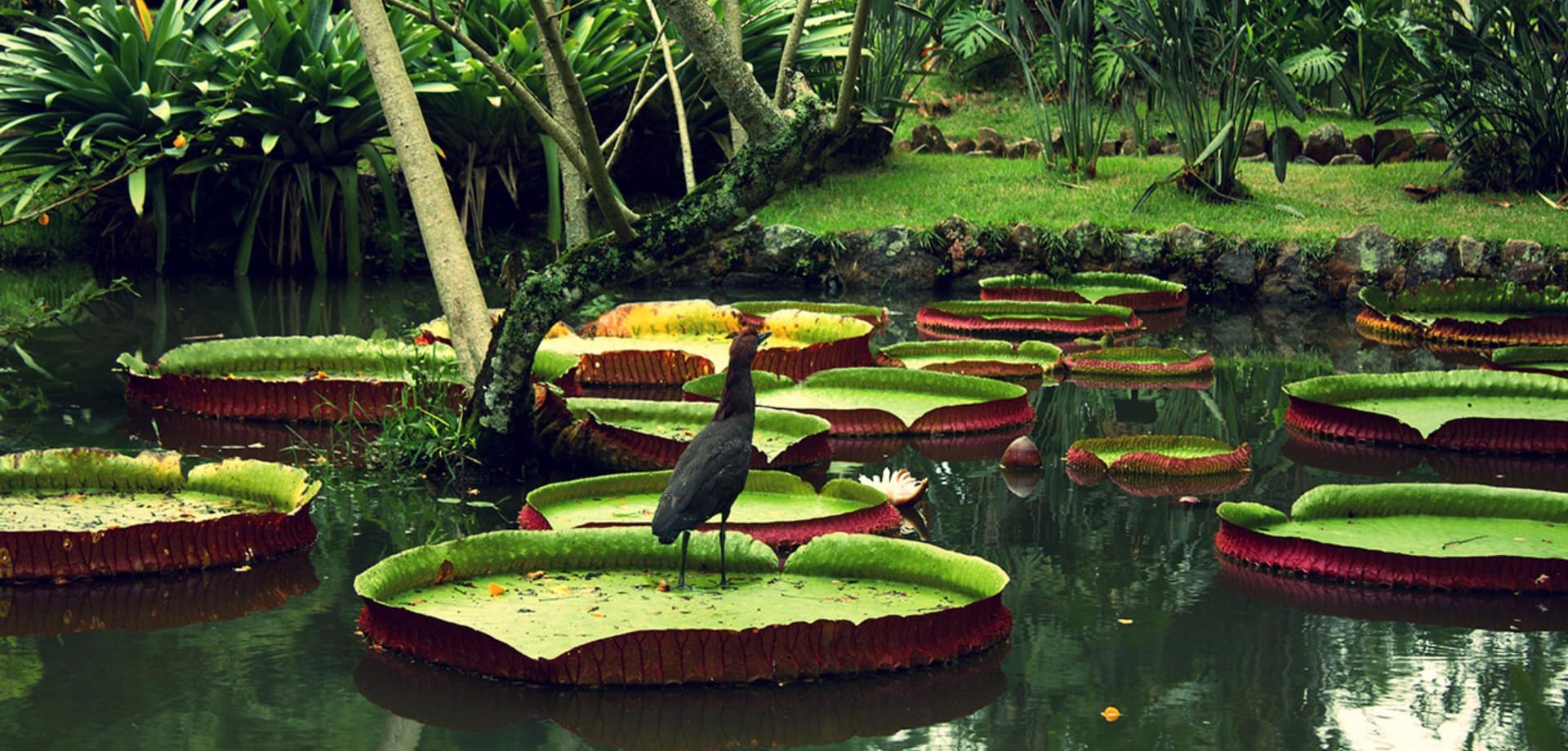 Amazonia vitoria regia