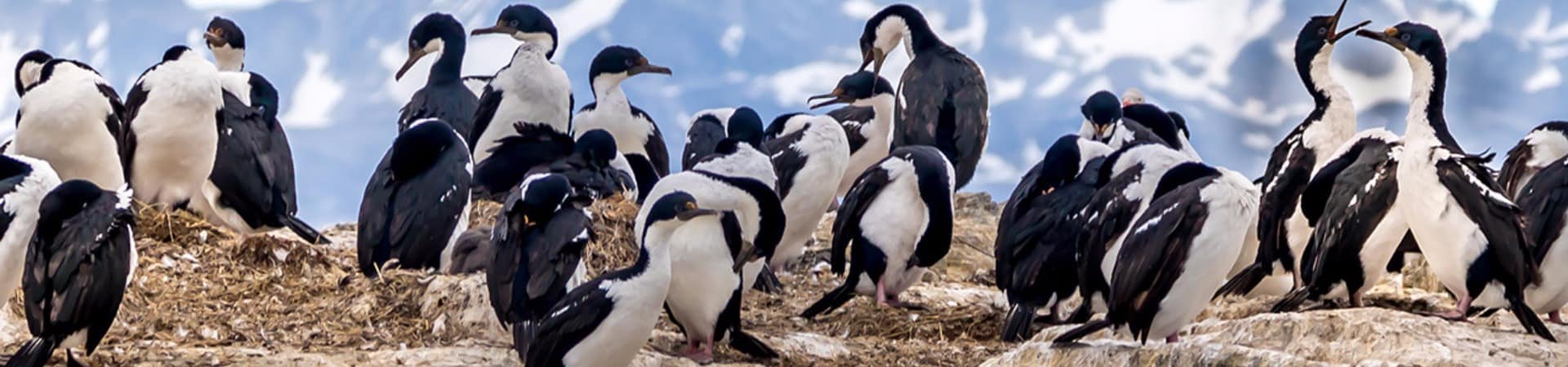 Argentina ushuaia aves marinhas no canal de beagle