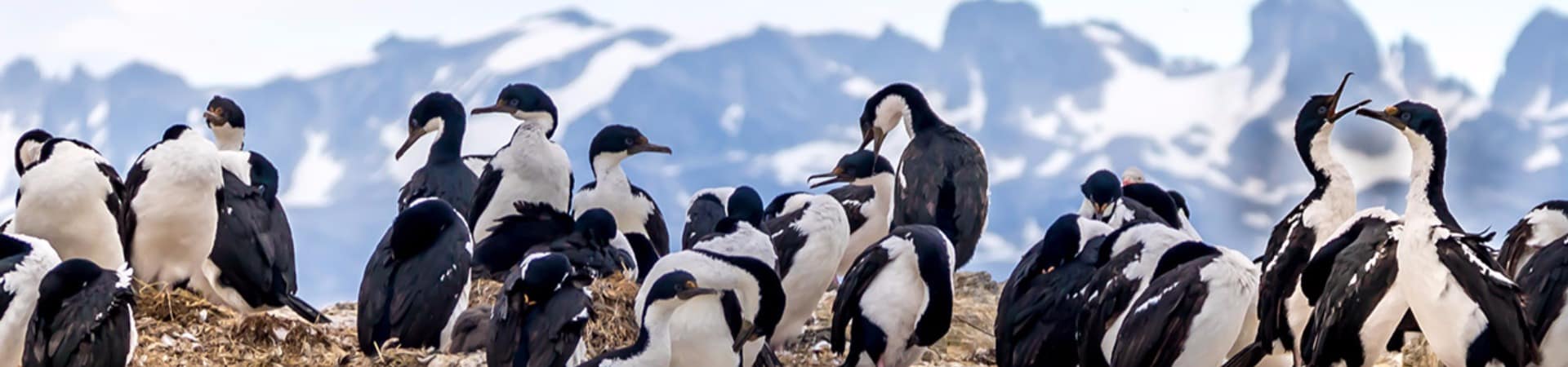 Argentina ushuaia aves marinhas no canal de beagle