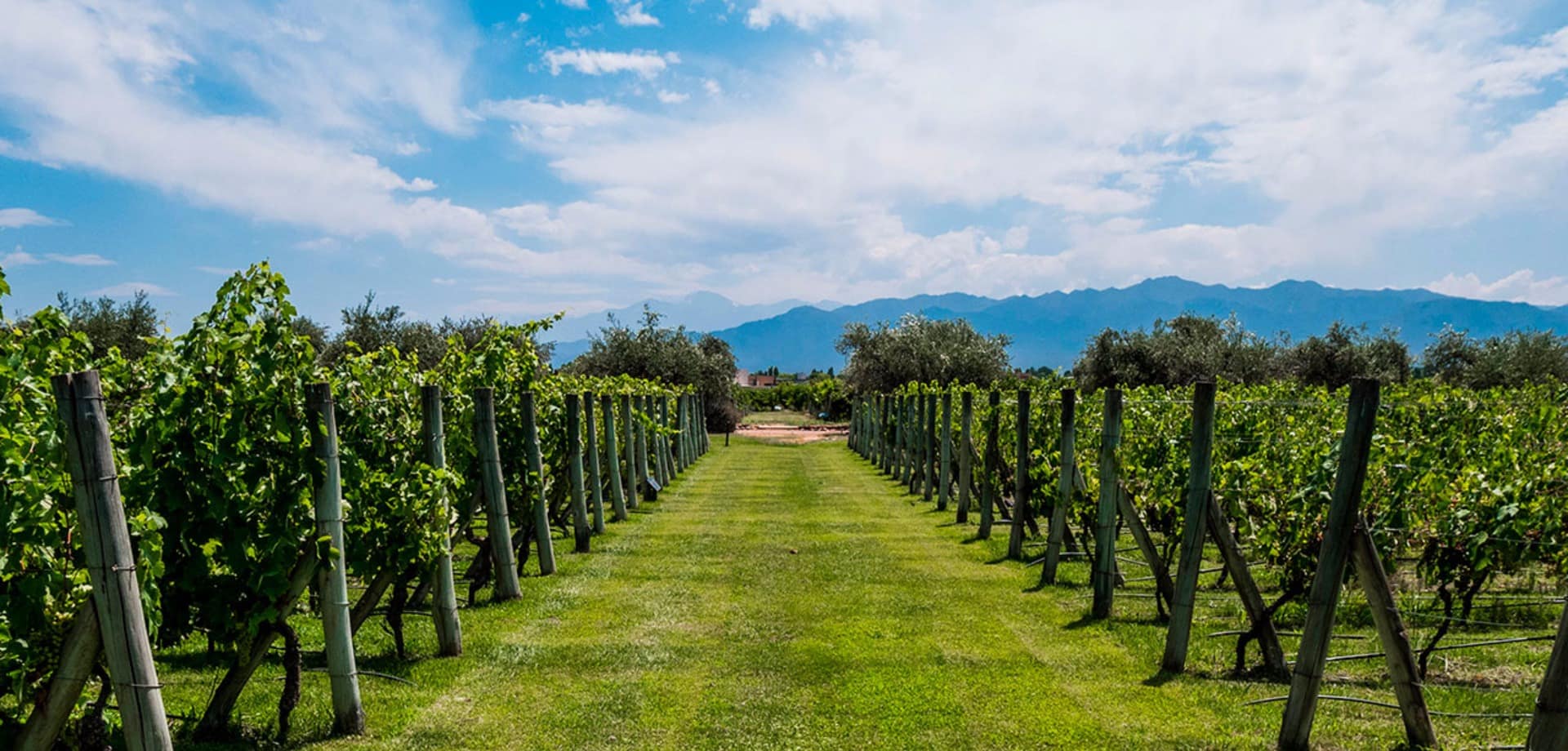 Beautiful view of a plantation of grape bearing vines with the andes mountains in the background men
