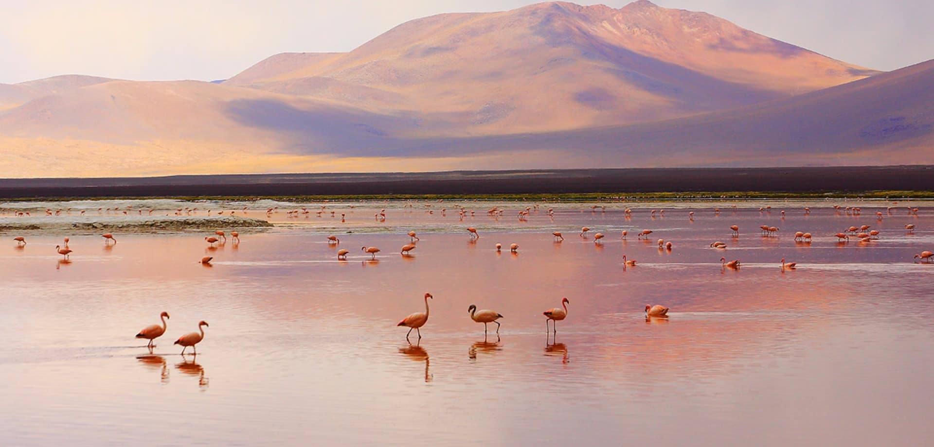 Chile laguna colorada deserto de atacama