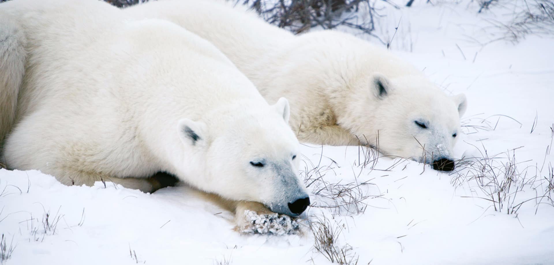 Churchill urso polar