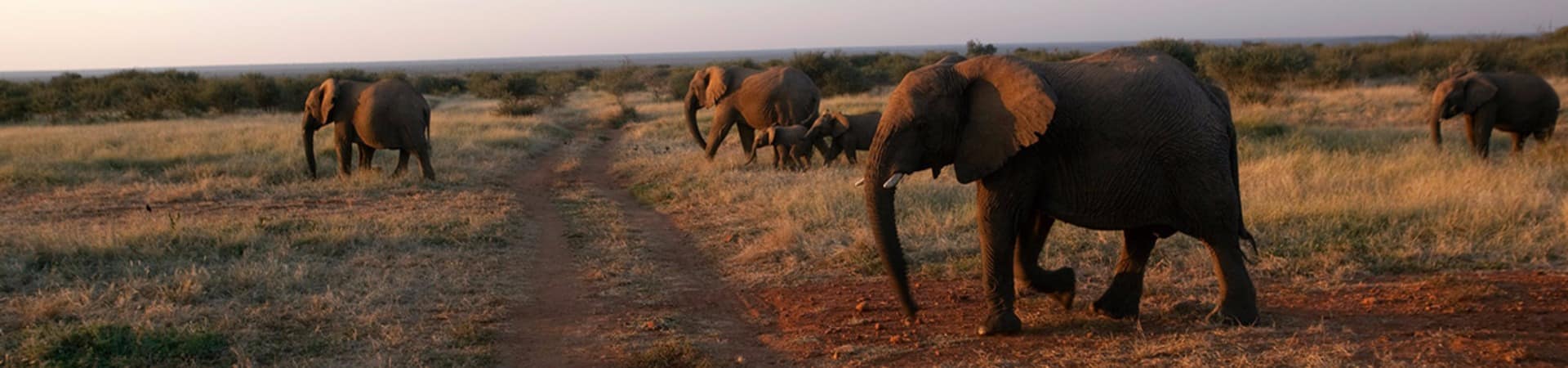 Elefantes, Madikwe Game Lodge