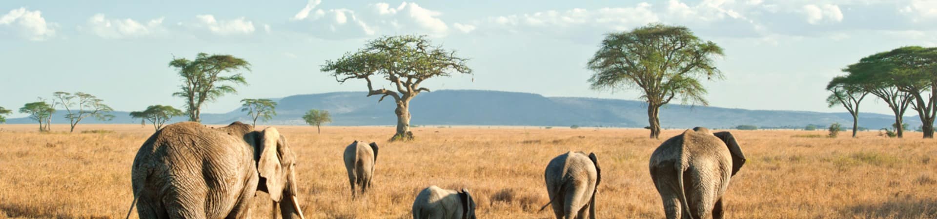 Elefantes safári Serengeti, Tanzânia