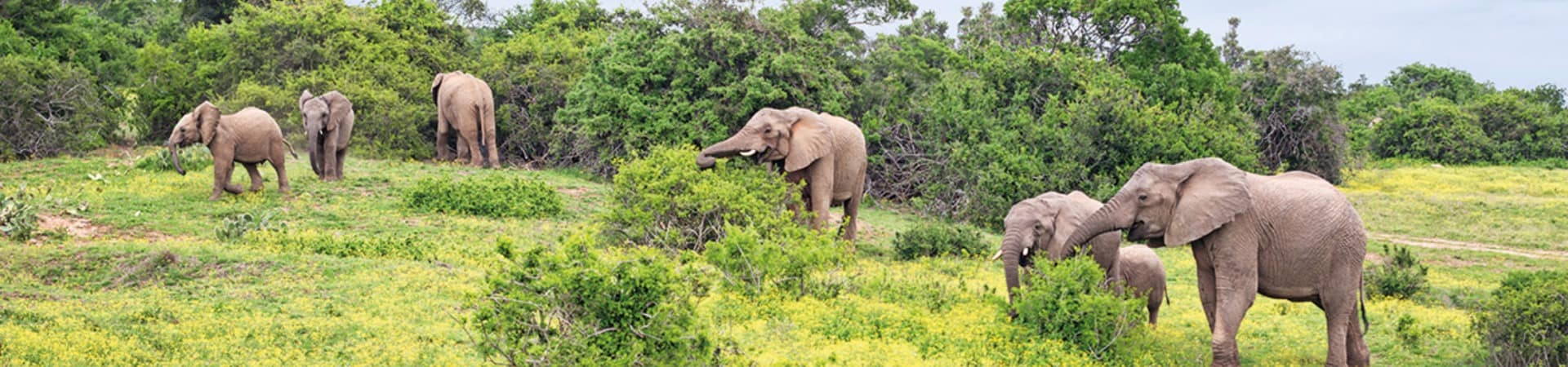 Elefantes safari