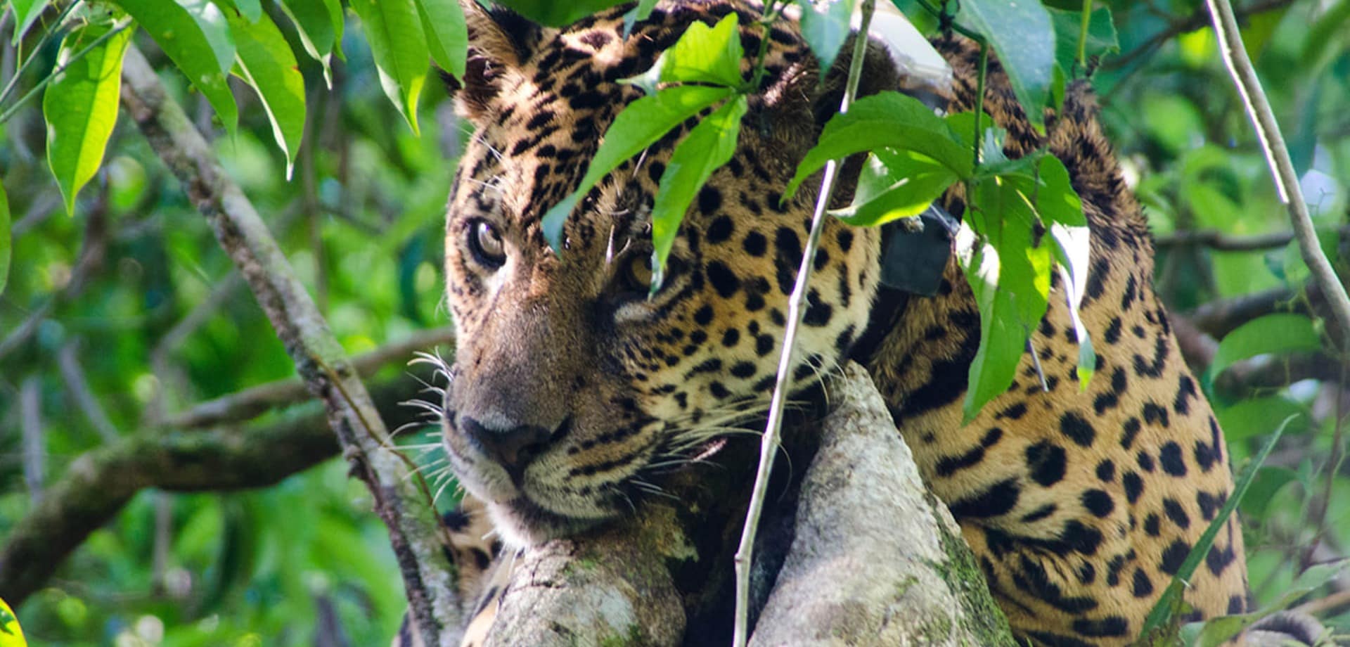 Emiliano ramalho uakari lodge