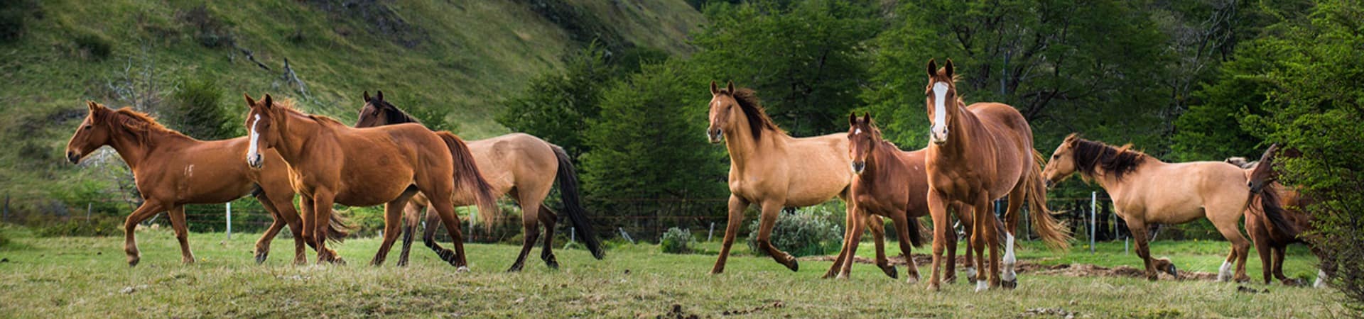 Explora patagonia cavalos