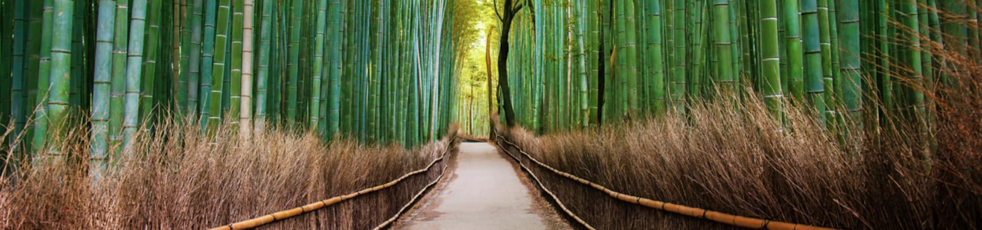 floresta de bambu, Arashiyama, Quioto, Pacote Japão