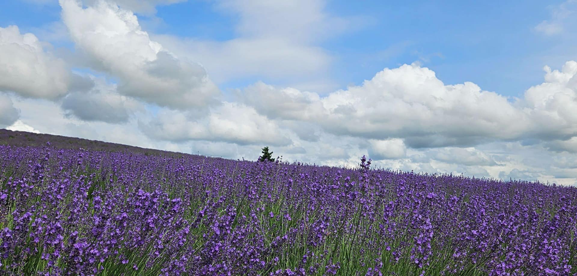 Furano japao hokkaido travel navi campo lavanda