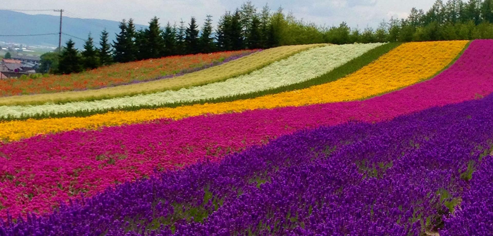 Furano japao hokkaido travel navi vista paisagem flores