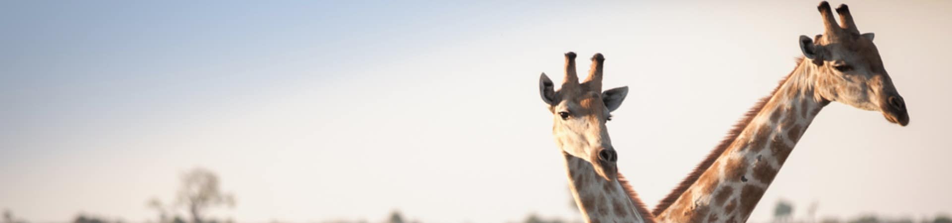 Girafas elefantes Botswana