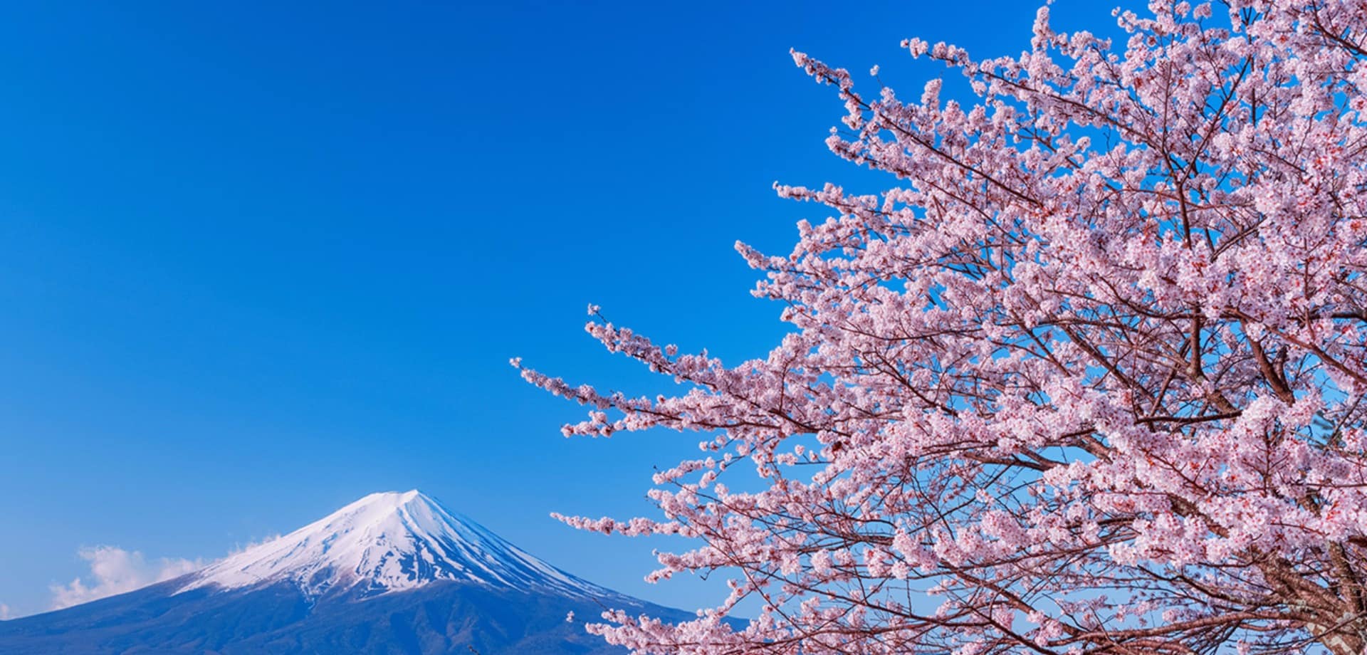 Japao lake kawaguchiko florada cerejeira