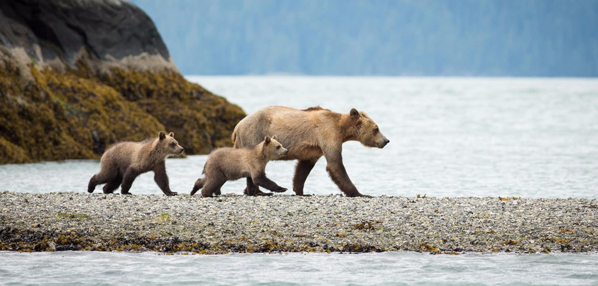 Knight inlet lodge familia ursos