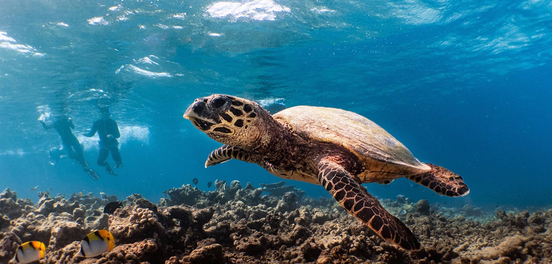 Kuredhivaru resort and spa snorkelling