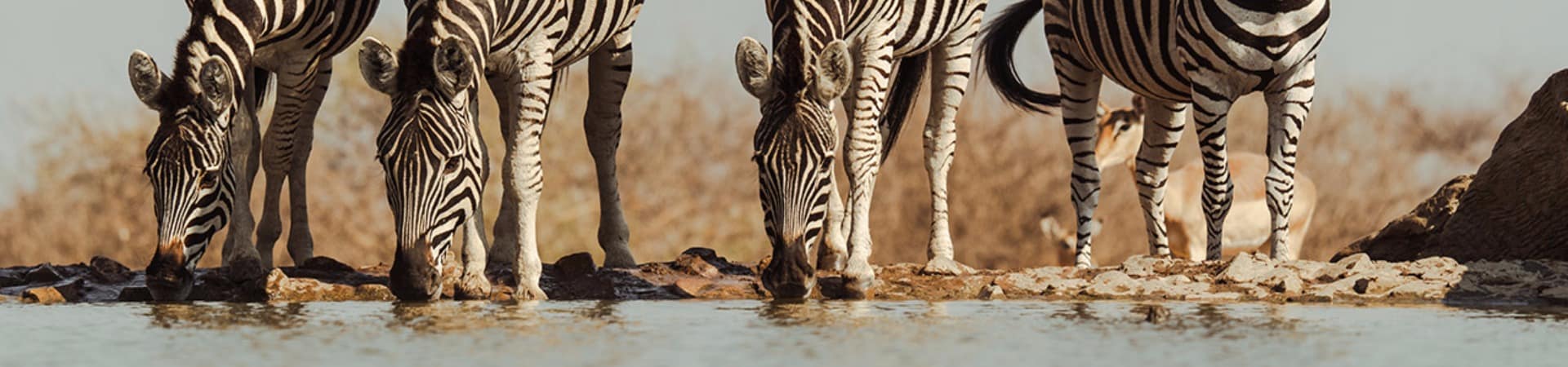 Last word madikwe observacao zebras