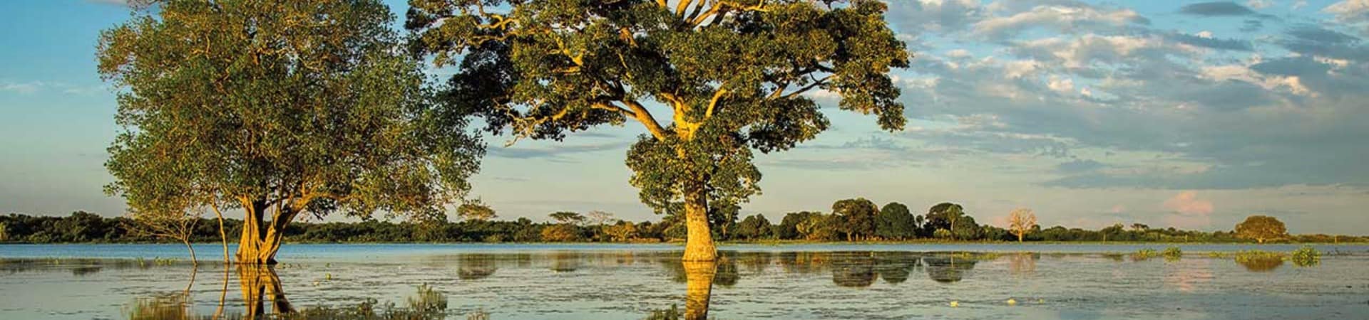 Paisagem do Pantanal