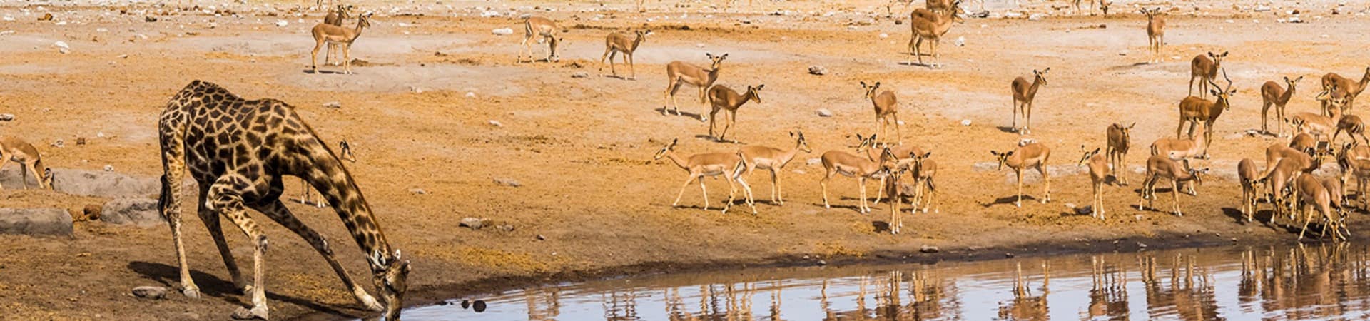 Parque nacional de Etosha - Namíbia