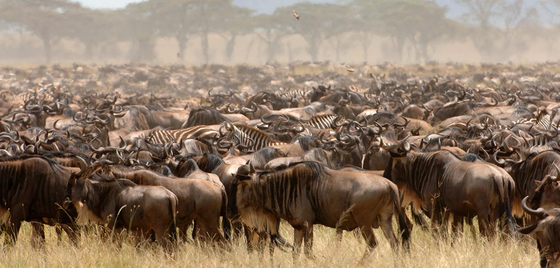 Tanzania serengeti under canvas migracao gnus
