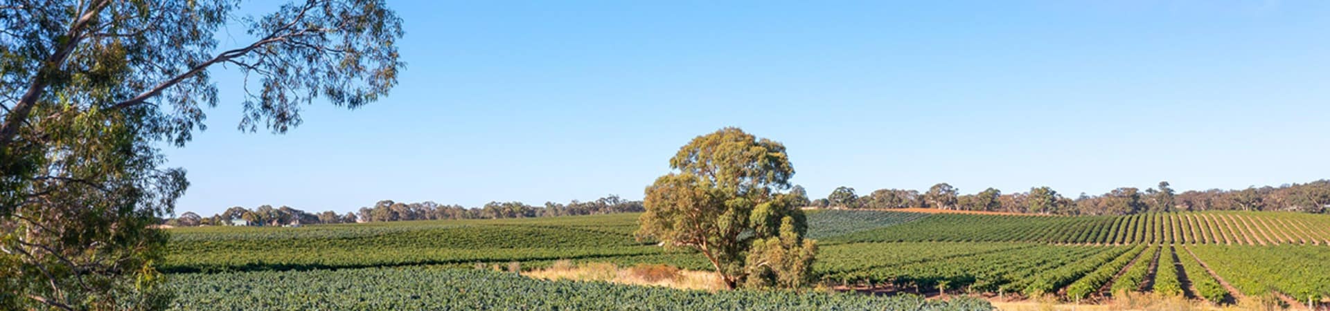 Tourism australia south australia barossa helicopters casal