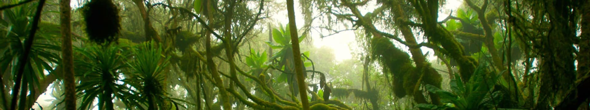 Uganda floresta