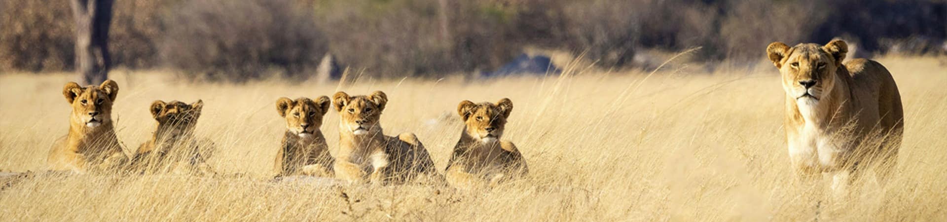 Zimbabue parque nacional hwange leoes