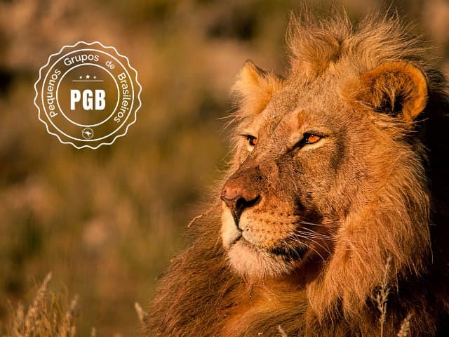 Africa do sul pgb kapama lodge leao