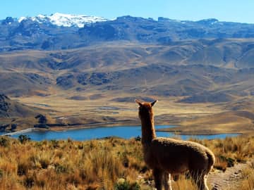 Alpaca, Peru Alpaca, Peru