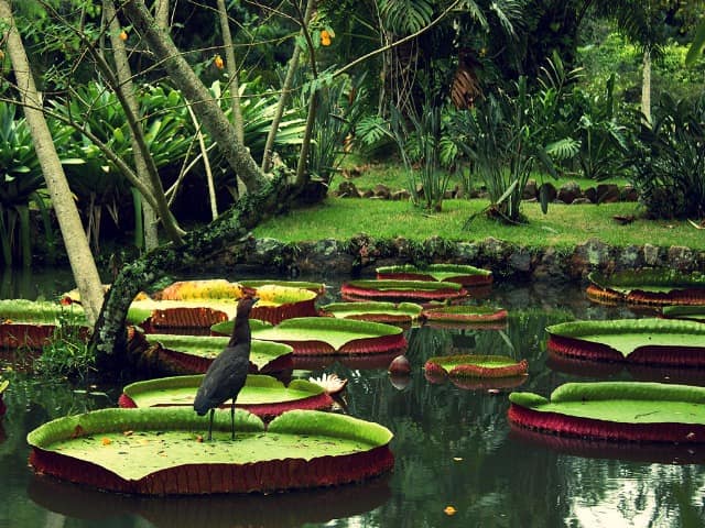 Amazonia vitoria regia