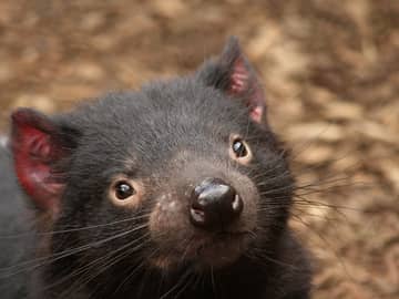 Australia tasmania animal