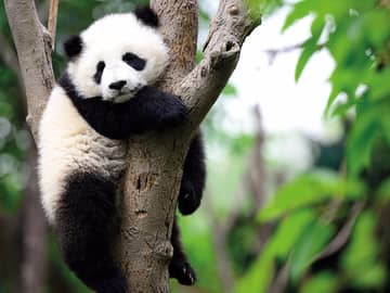 Bebe panda