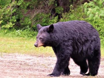 Observação de ursos no Spirit Bear Lodge
