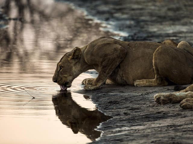 Botswana great plains selinda explorers leoa