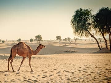 O Melhor das Arábias – Cidades, deserto & praia O Melhor das Arábias – Cidades, deserto & praia