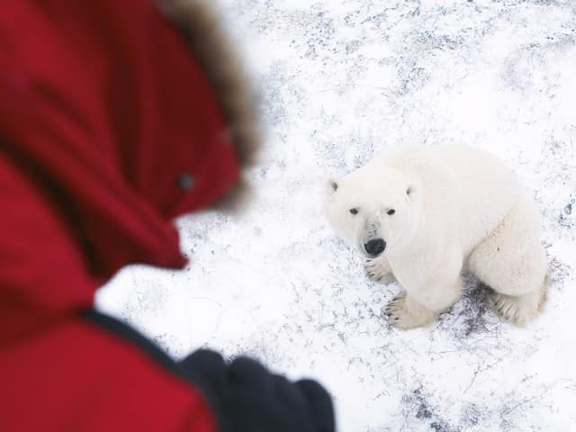 Churchill encontro urso polar