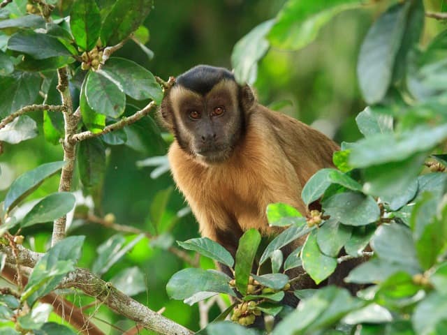 Cristalino lodge macaco prego das guianas